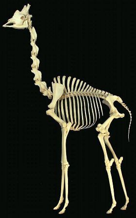 Giraffe skeleton on exhibit